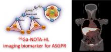 Phase I Study of <sup>68</sup>Ga-NOTA-HL for PET/CT Imaging of Hepatic Asialoglycoprotein Receptors in Healthy Volunteers